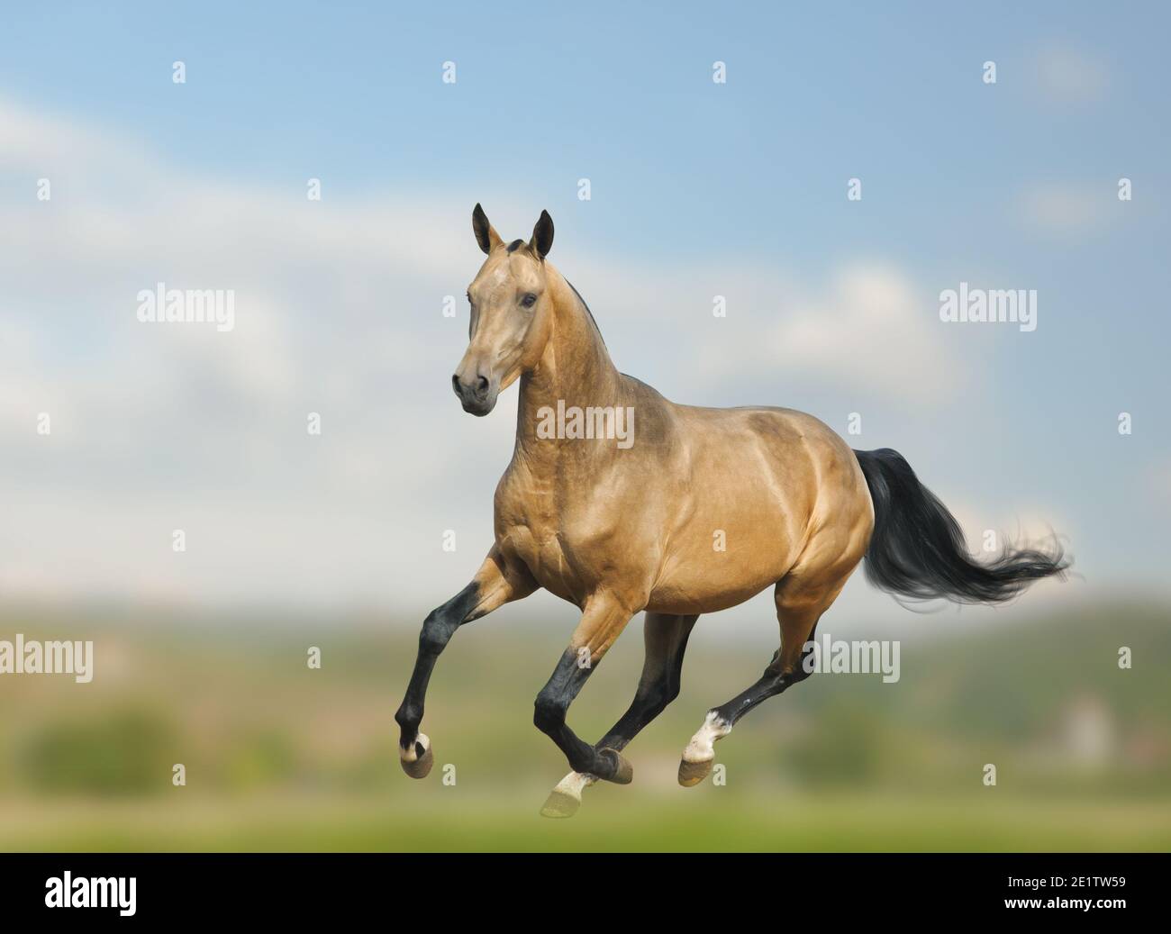 Dun akhal-teke Hengst läuft galopp auf der Wildnis Stockfoto