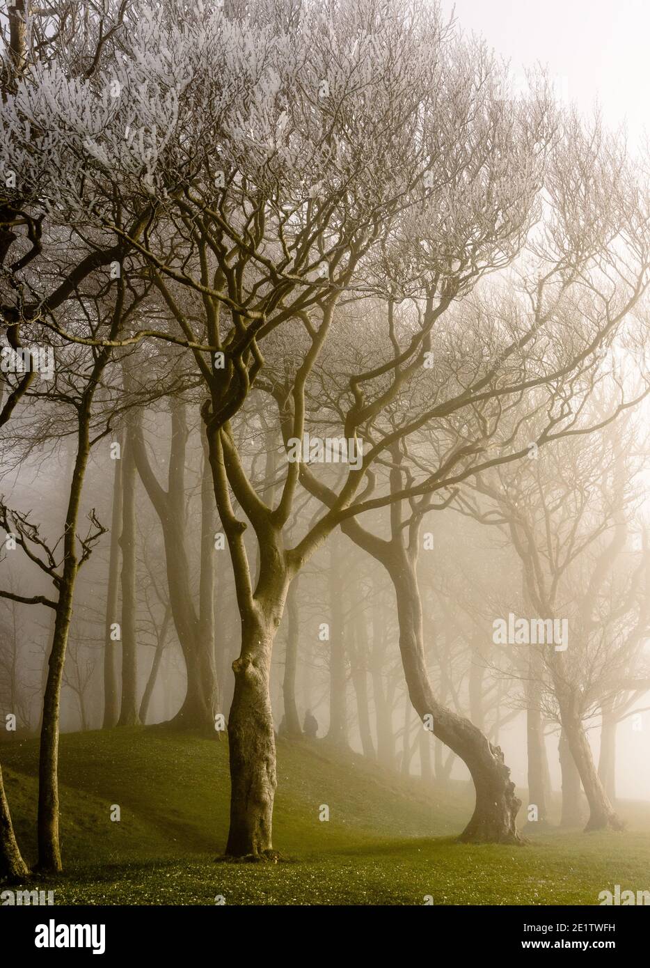 Steyning, Großbritannien. Januar 2021. Hoar Frost bedeckte Bäume im Nebel am Chanctonbury Ring auf dem South Downs Way in Sussex photo Credit: Julia Claxton/Alamy Live News Stockfoto