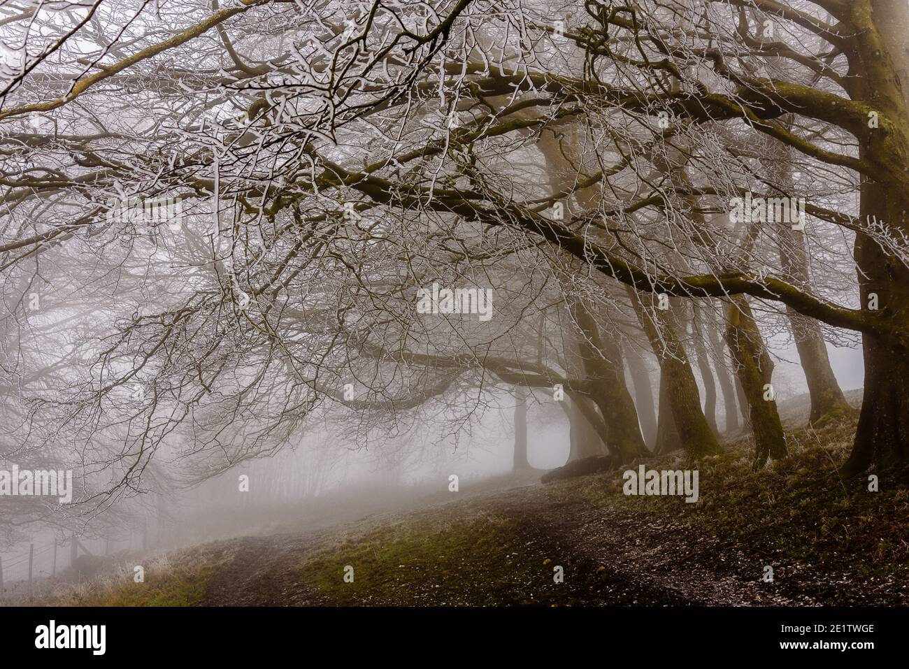 Steyning, Großbritannien. Januar 2021. Hoar Frost bedeckte Bäume im Nebel am Chanctonbury Ring auf dem South Downs Way in Sussex photo Credit: Julia Claxton/Alamy Live News Stockfoto