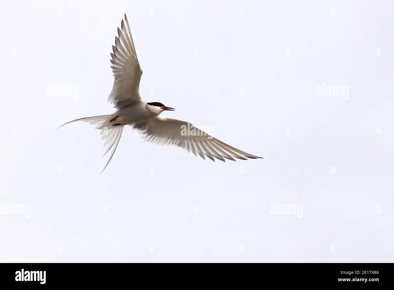 Arctic Tern im Flug, Flügel ausgestreckt gegen einen blauen Himmel. Platz nach rechts kopieren Stockfoto