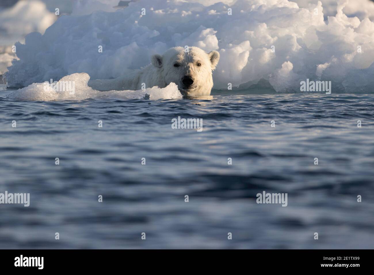 Ein gesunder erwachsener Eisbär schwimmt im Eis hinein Der arktische Ozean nördlich von Spitzbergen Stockfoto
