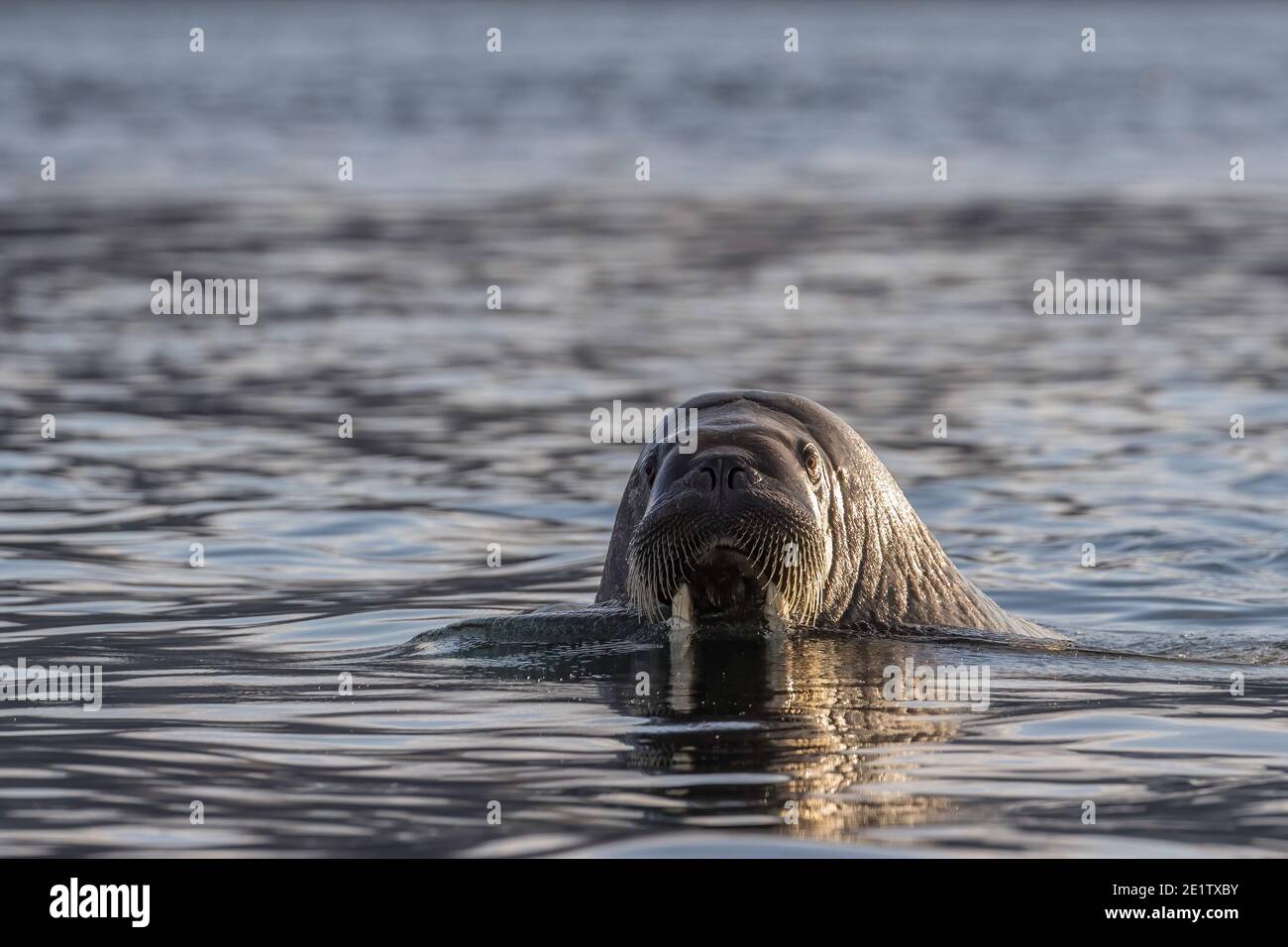 Ein erwachsener Walrus schwimmt im Wasser des arktischen Ozeans. Stockfoto
