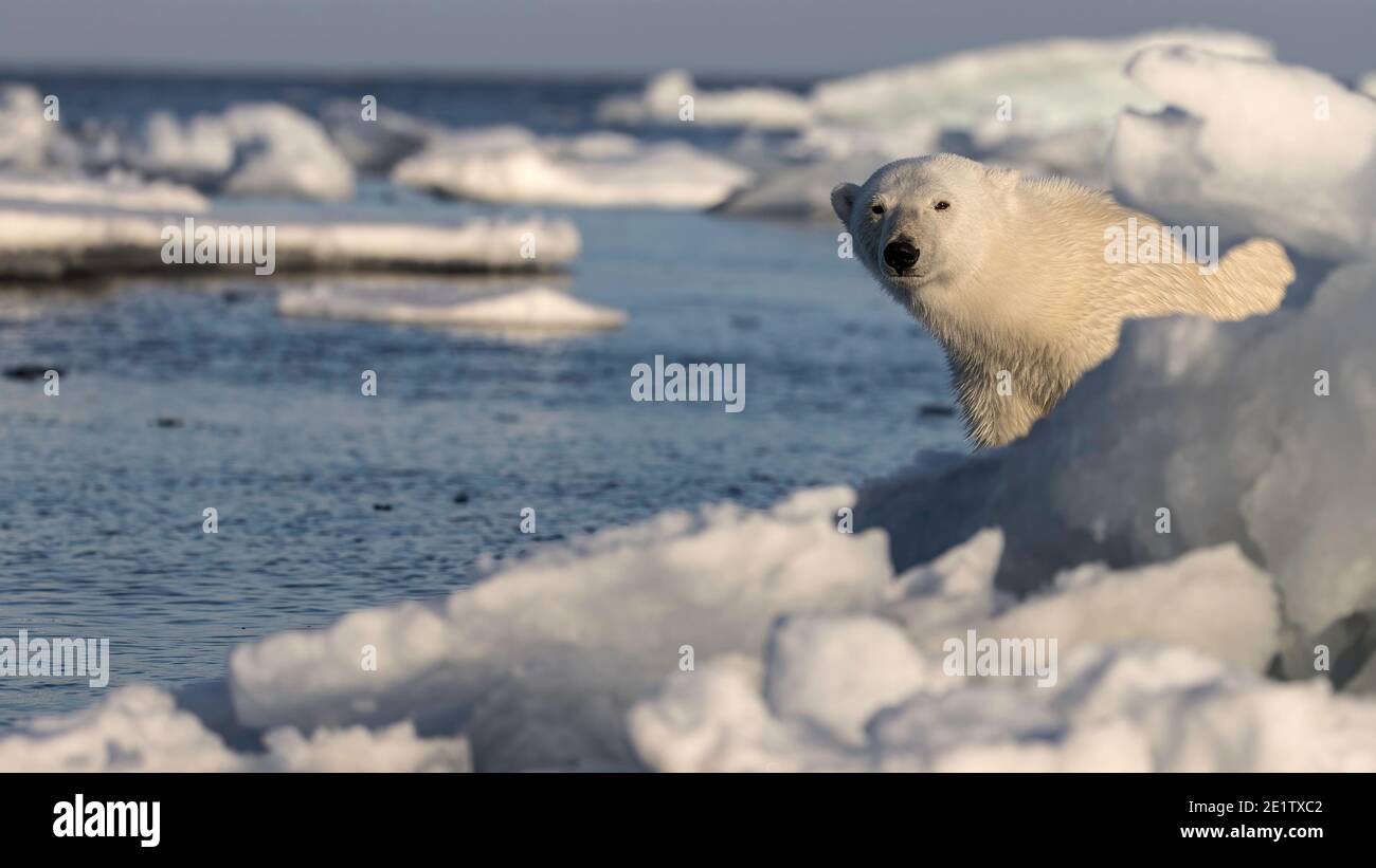 Ein reifer und gesunder ausgewachsener Eisbär blickt über den Rand einer Eisscholle im arktischen Ozean. Stockfoto