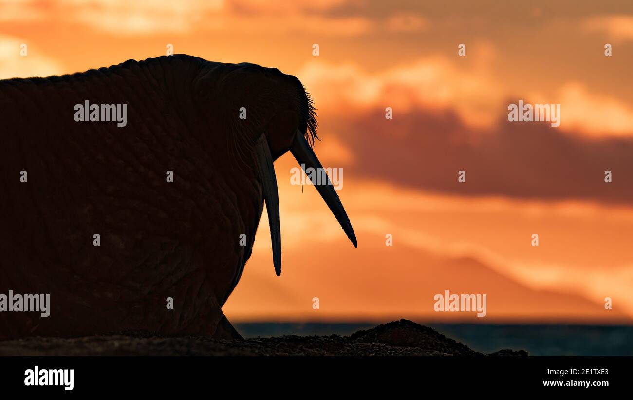 Reife Erwachsene Walrose, Silhouetten gegen die arktische Mitternachtssonne. Platz nach rechts kopieren Stockfoto