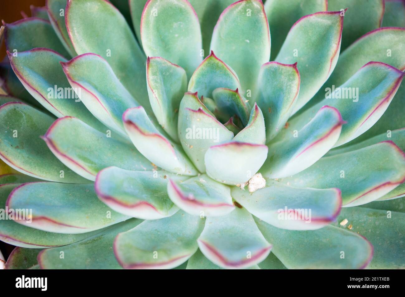 Teal Sukkulente von echevery Nahaufnahme Textur Stockfoto