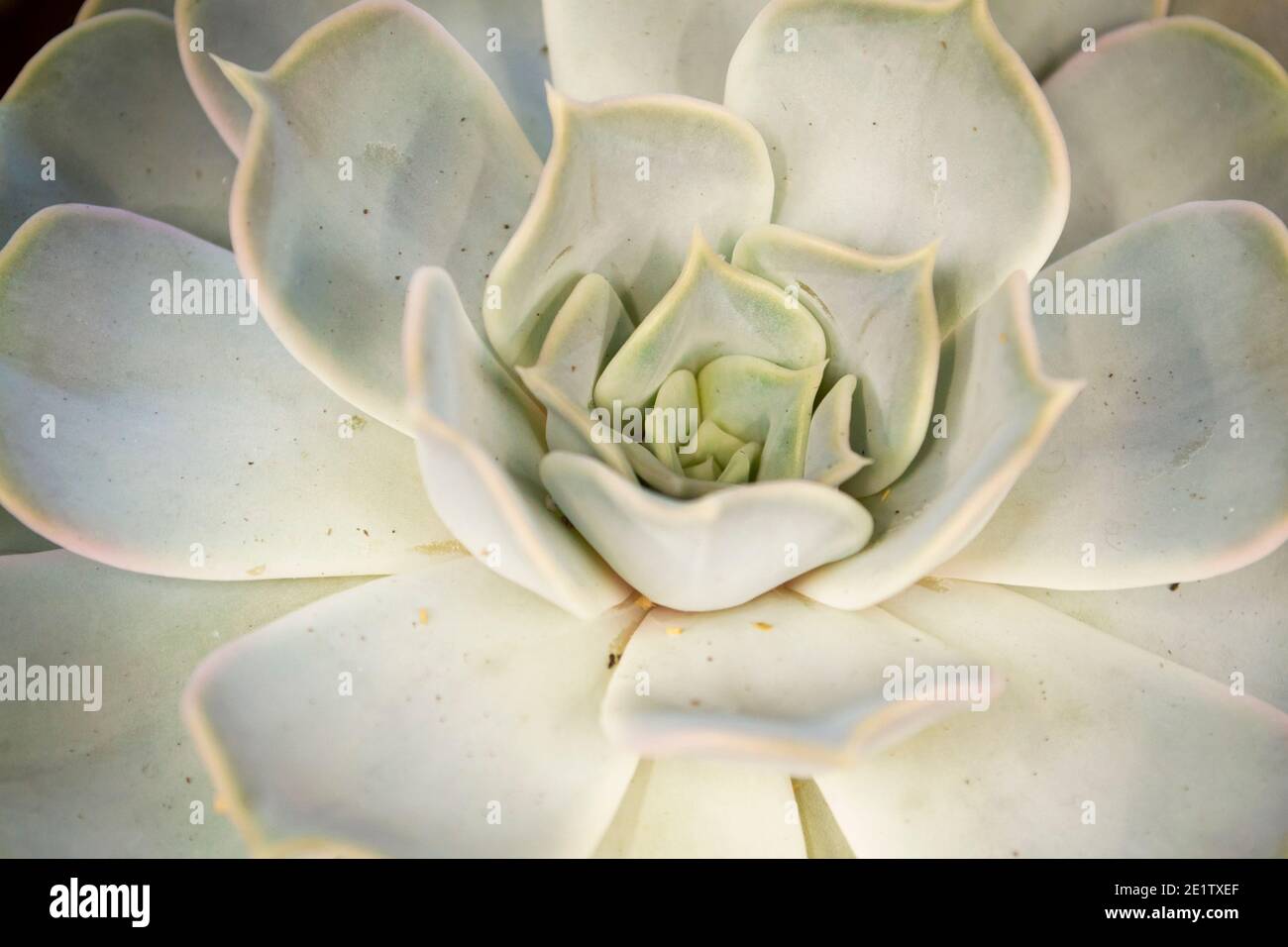 Dreieckige Anordnung der Teal Sukkulenten Kaktus Sukkulenten Nahaufnahme Stockfoto