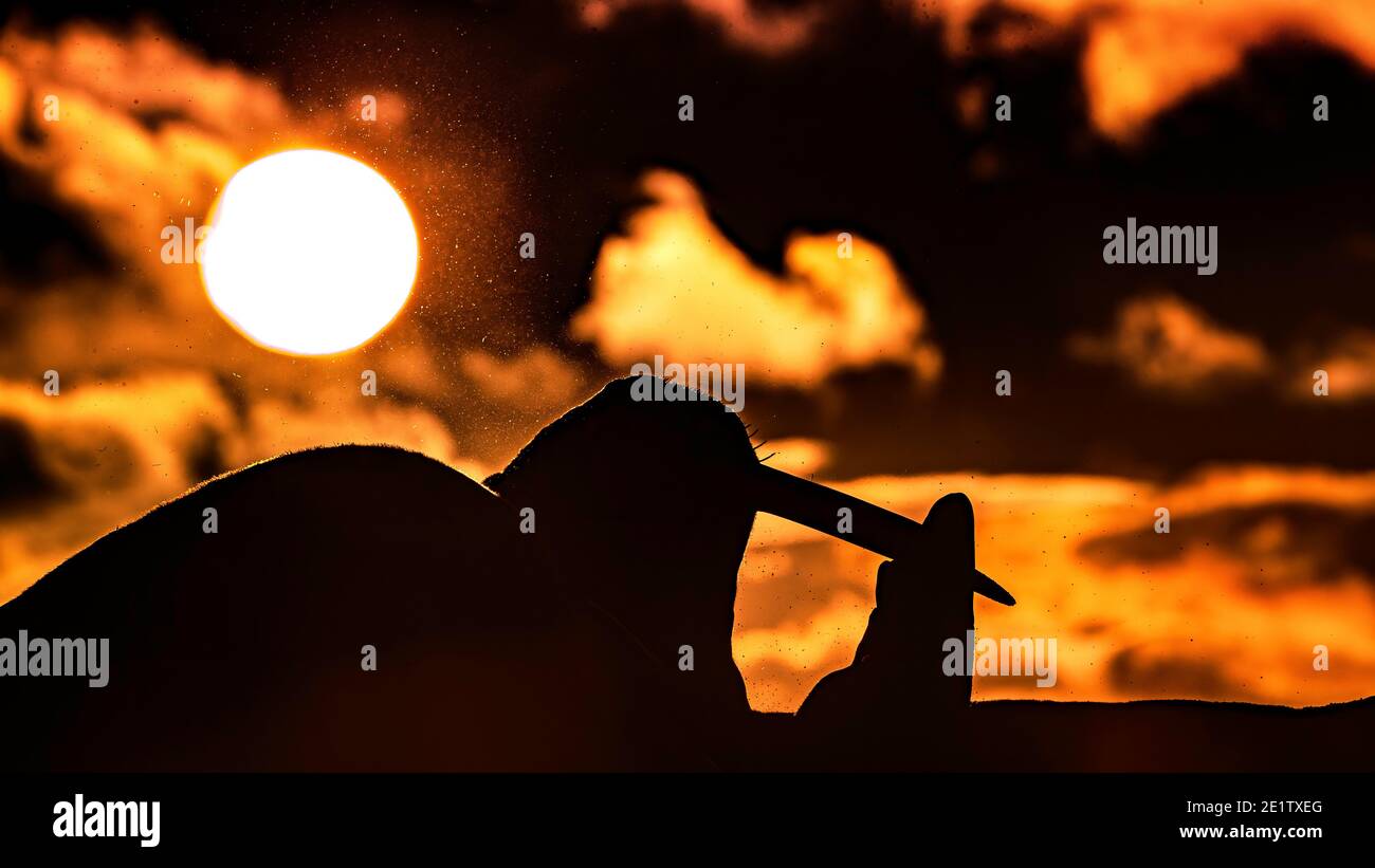 Reife Erwachsene Walrose, Silhouetten gegen die arktische Mitternachtssonne Stockfoto
