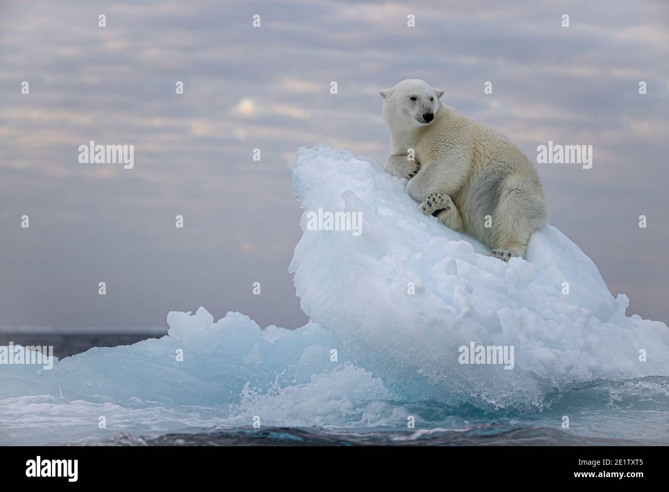 Eisbär ruht auf einem Eisberg. Arktischer Ozean nördlich von Spitzbergen Stockfoto