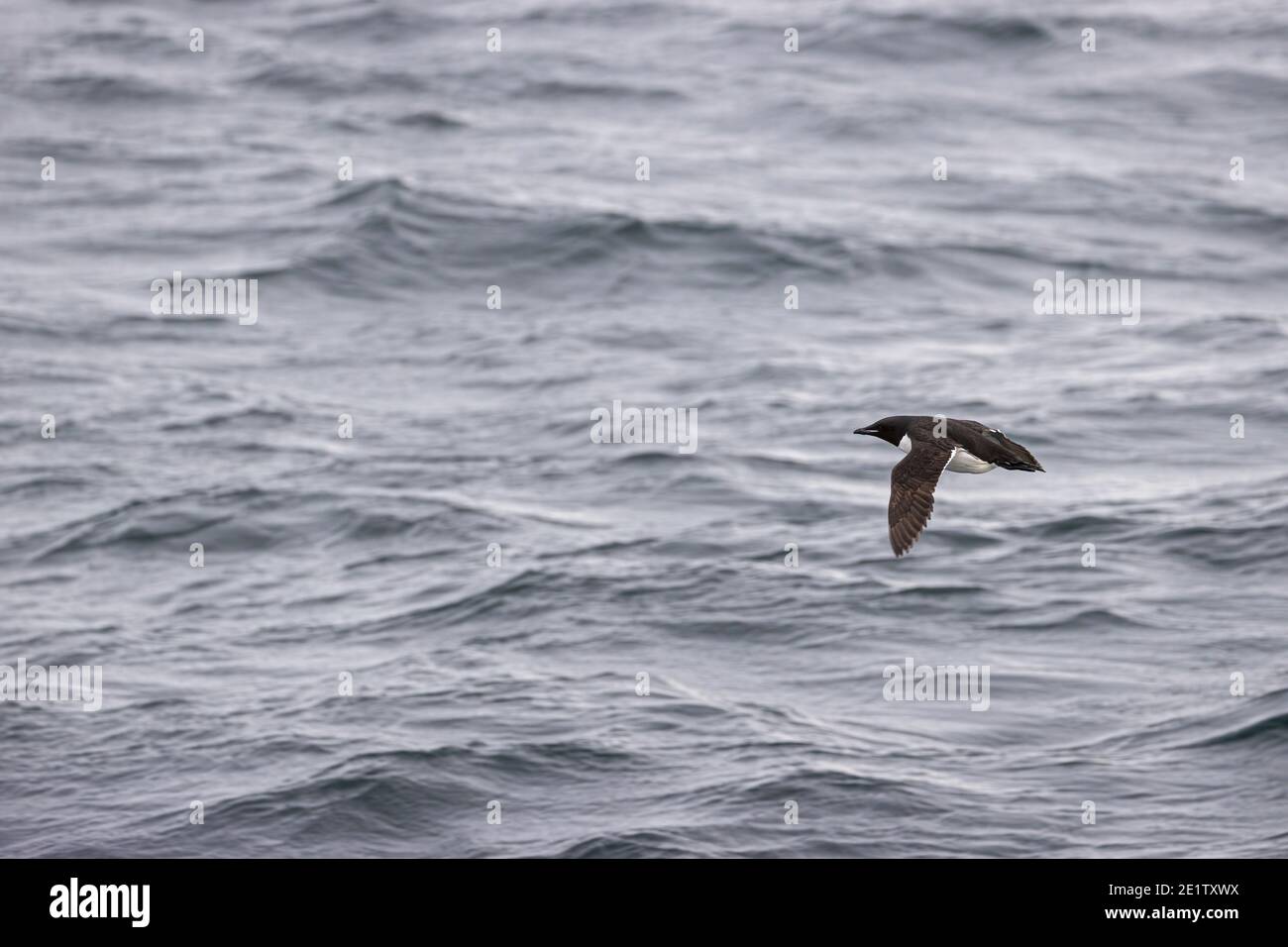 Guillemot fliegt im Sommer über den arktischen Ozean Stockfoto
