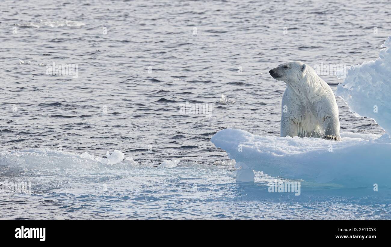 Erwachsene Eisbären klettern auf eine Eisscholle in der arktischer Ozean nördlich von Spitzbergen Stockfoto