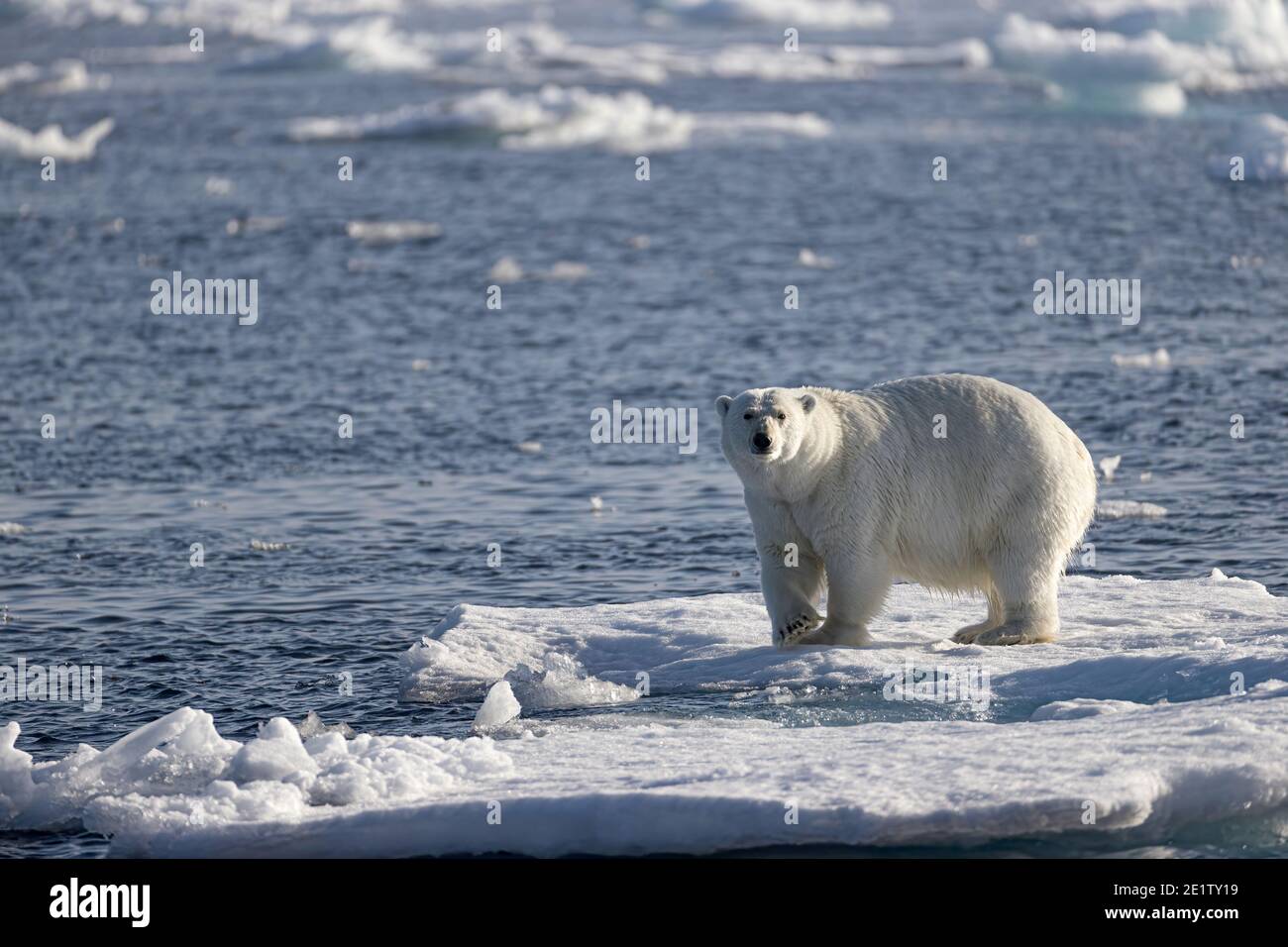 Eisbär steht auf einem Eisberg. Arktischer Ozean nördlich von Spitzbergen Stockfoto