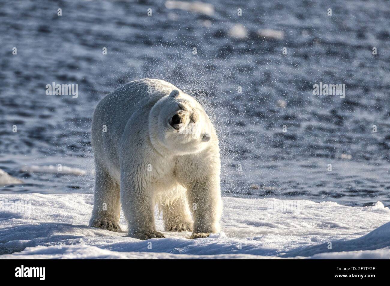 Erwachsener Eisbär, der auf einer Eisscholle steht und schüttelt Das Wasser aus seinem Fell im arktischen Ozean nördlich Spitzbergen Stockfoto
