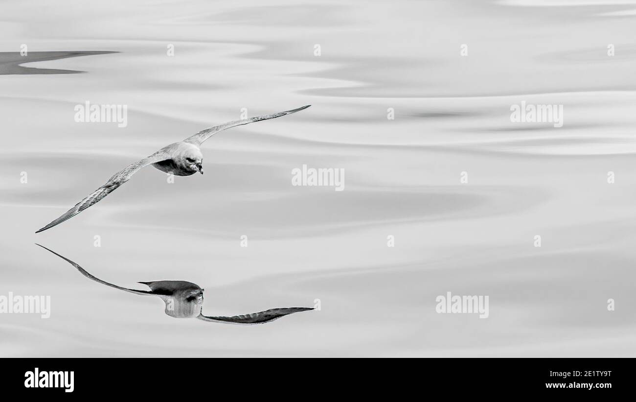 Ein nördlicher Fulmar, heller Farbmorph, (Fulmarus glacialis) überkommt den Arktischen Ozean, nördlich von Spitzbergen. Platz nach rechts kopieren Stockfoto