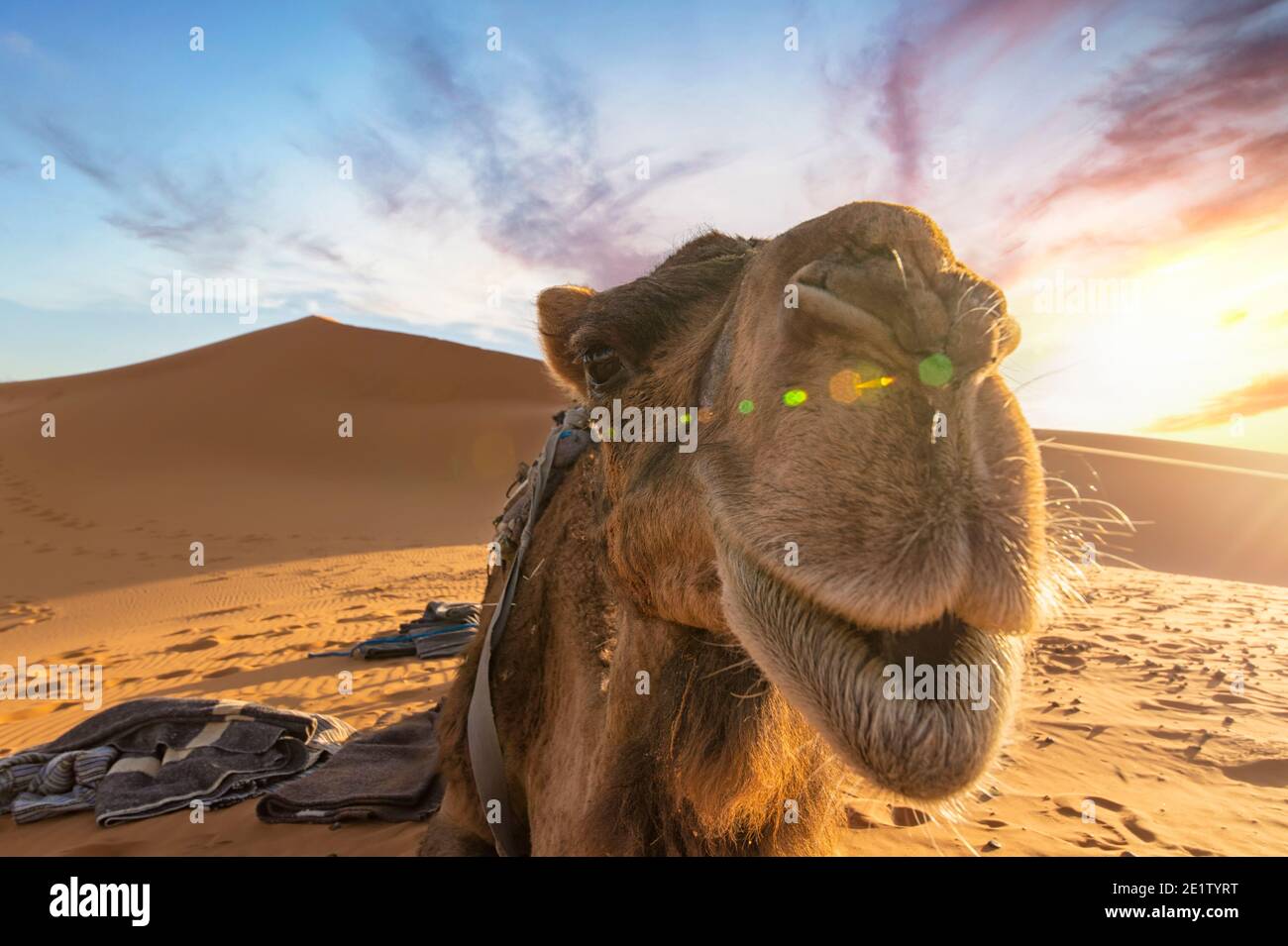 (Selektiver Fokus) atemberaubende Aussicht auf ein Kamel, das bei Sonnenuntergang auf den Sanddünen der Merzouga-Wüste posiert. Merzouga, Marokko. Stockfoto