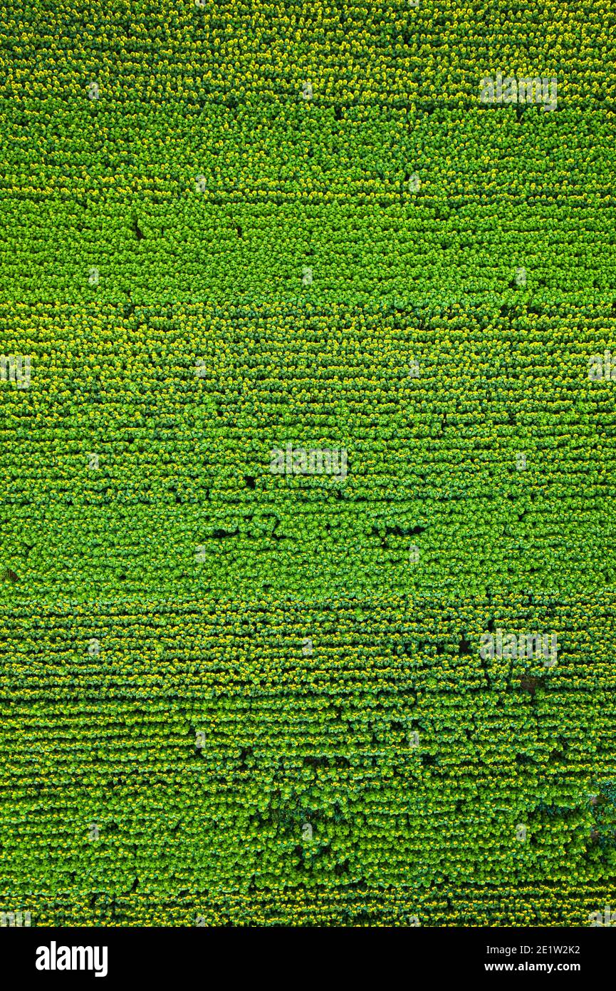 Draufsicht auf grünes Sonnenblumenfeld im Sommer, Polen Stockfoto