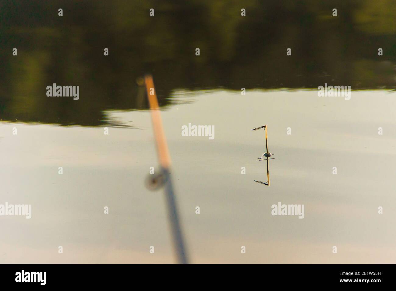 Angeln mit einer Floatrute in der morgendlichen Stille, kein Biss und eine Libelle sitzt auf einem festen Schwimmer, selektiver Fokus Stockfoto