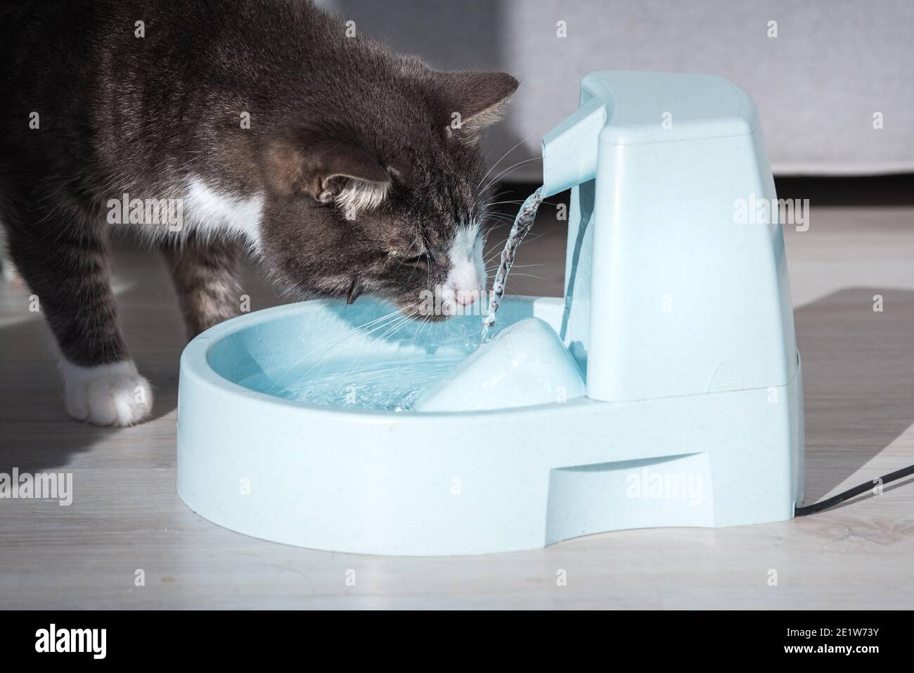 Cute abgestreifte Katze trinken aus Wasserspender oder Wasserbrunnen. PET-Durst. Austrocknung bei einer Katze Stockfoto