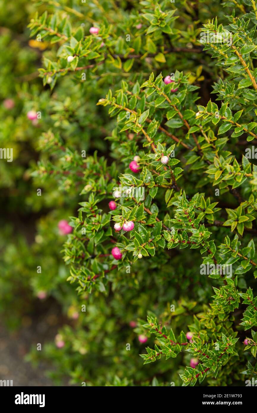 Essbare Chaura Beeren (auch bekannt als Prickly Heath oder Gaultheria mucronata) im Torres del Paine Nationalpark, Patagonien, Chile Stockfoto
