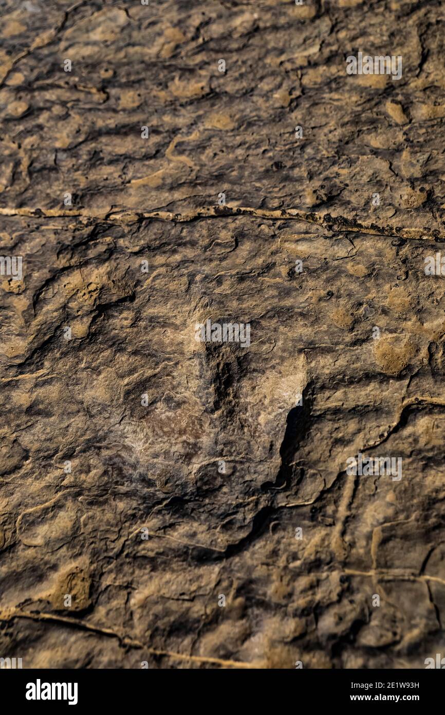 Track eines unbekannten Dinosauriers aus dem Mittleren Jura auf der Red Gulch Dinosaur Tracksite auf BLM Land in der Nähe von Greybull und Shell, Wyoming, USA Stockfoto