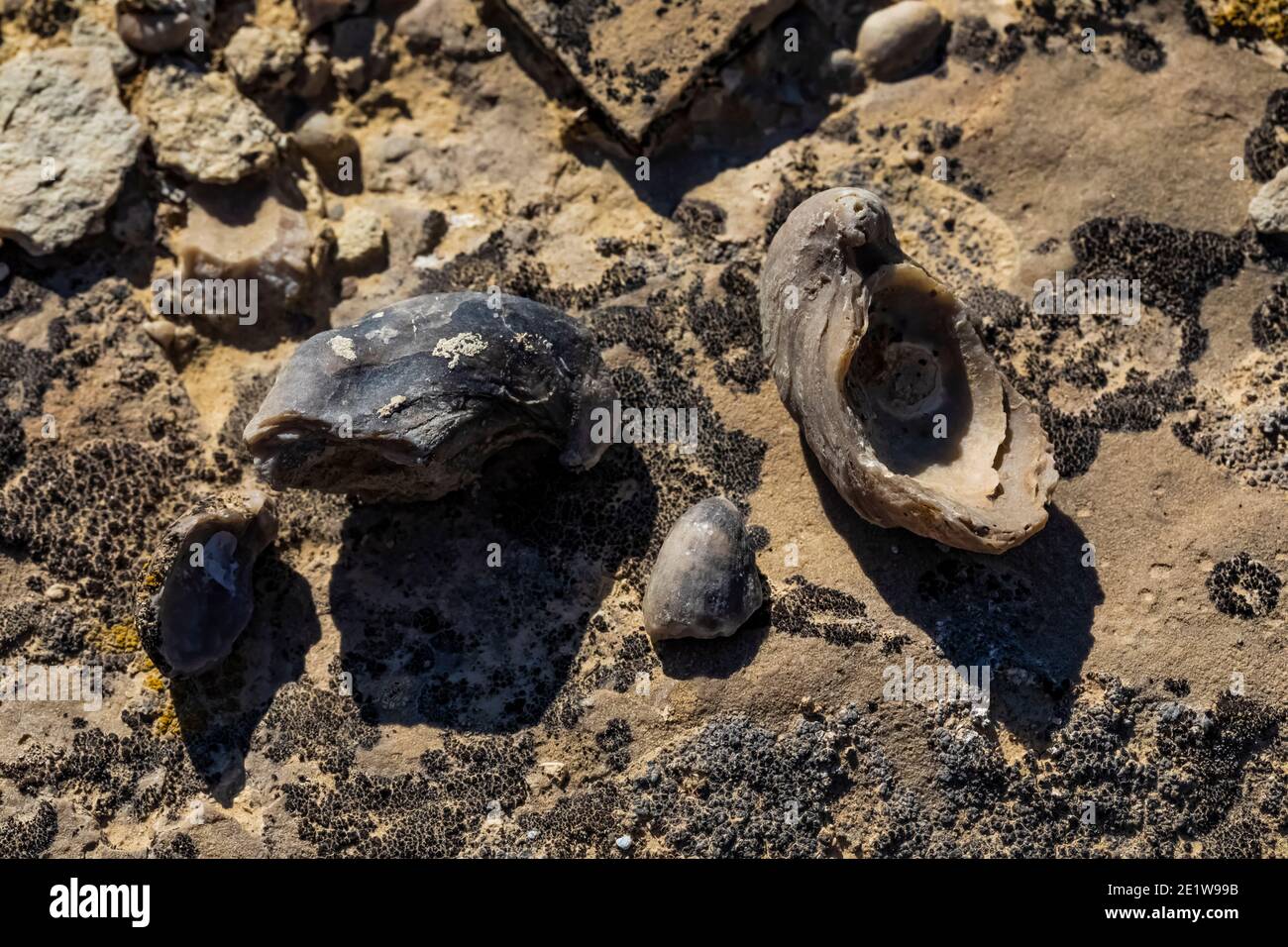 Fossil Oyster, Gryphaea spp., Muscheln werden auf Red Gulch Dinosaur Tracksite auf BLM Land in der Nähe von Greybull und Shell, Wyoming, USA gefunden Stockfoto