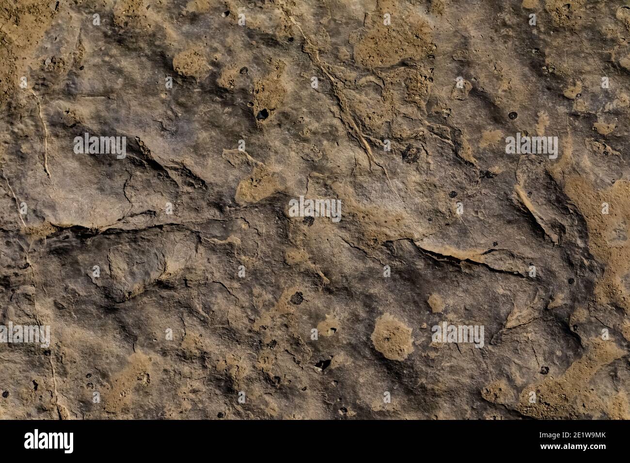 Track eines unbekannten Dinosauriers aus dem Mittleren Jura auf der Red Gulch Dinosaur Tracksite auf BLM Land in der Nähe von Greybull und Shell, Wyoming, USA Stockfoto