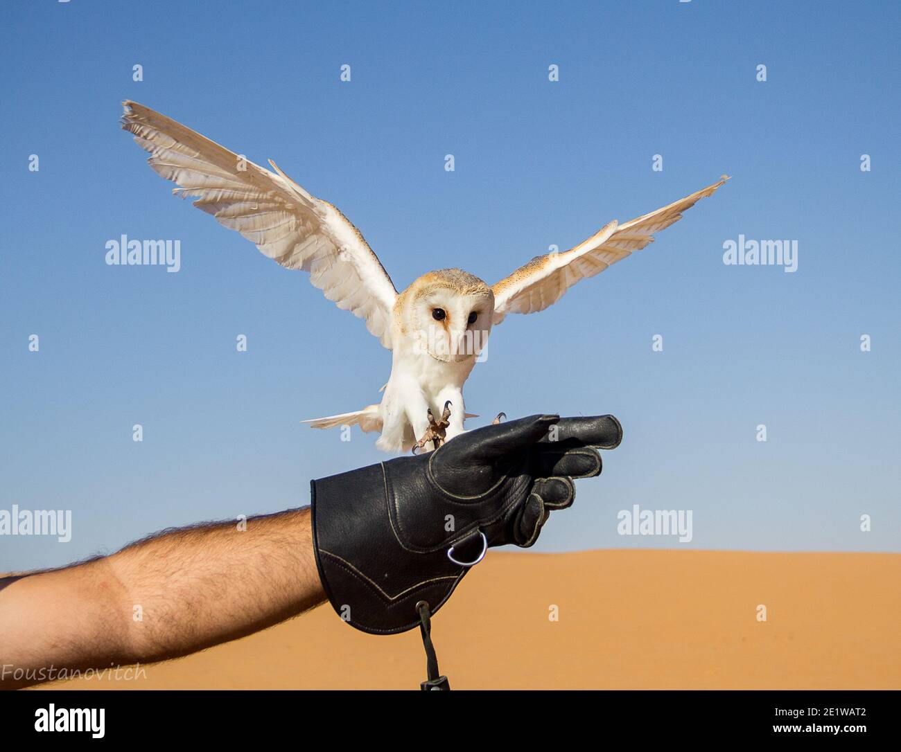 Stalleule fliegt auf einen Handschuh zu, um seinen Fang zu bekommen In der arabischen Wüste Stockfoto