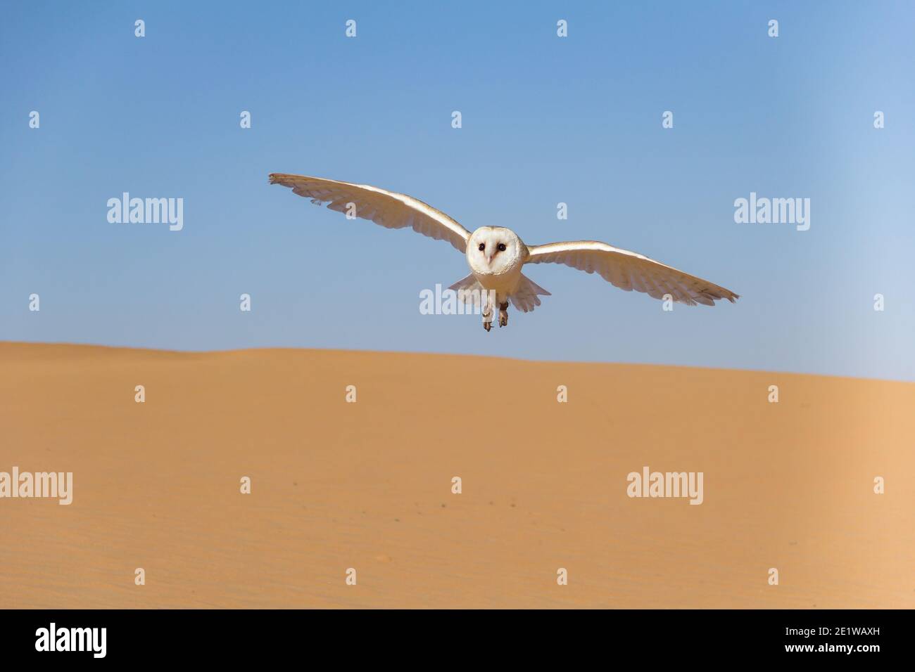 Scheune Eule fliegt über eine Düne in der arabischen Wüste Stockfoto