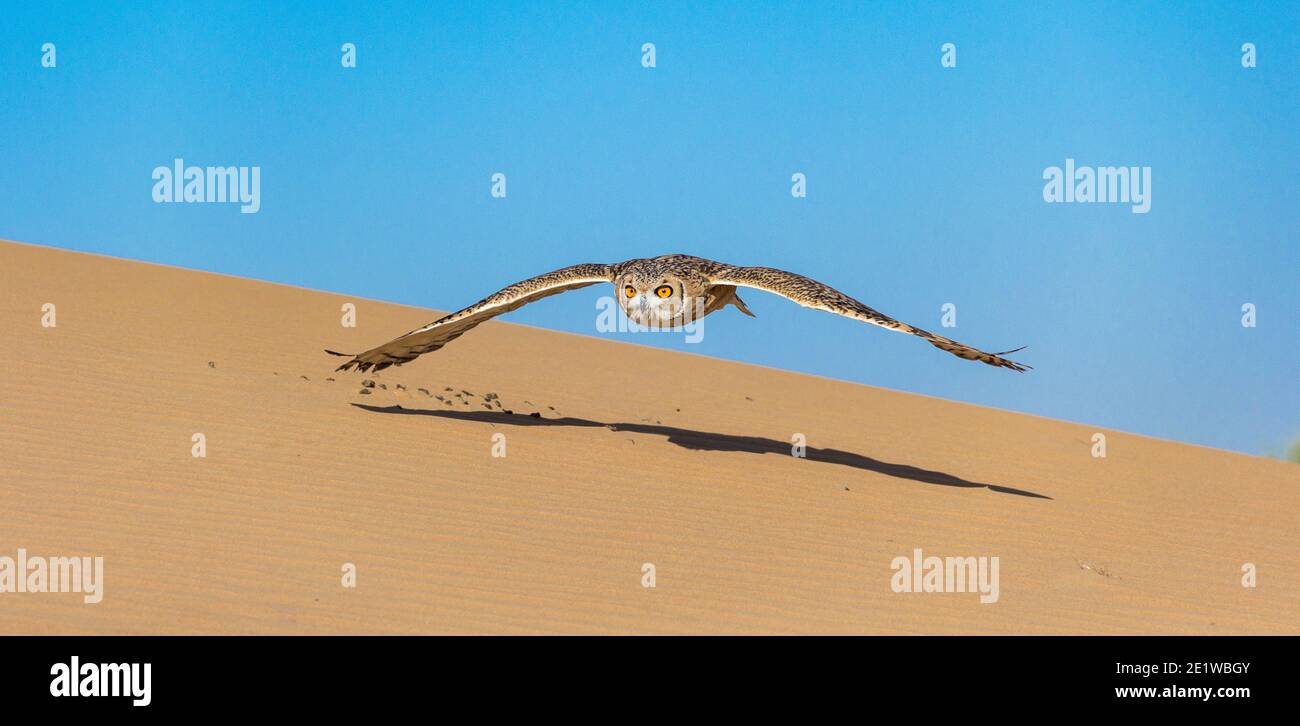 Wüsteneule fliegt ihrem Fang entgegen Stockfoto