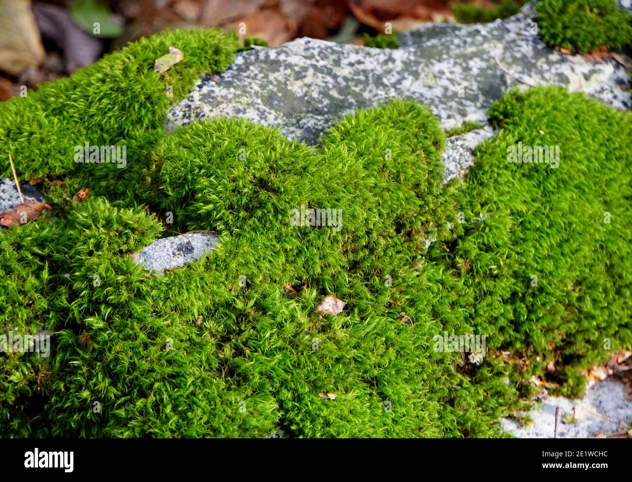 Leuchtend grünes Moos wächst auf den Felsen Stockfoto
