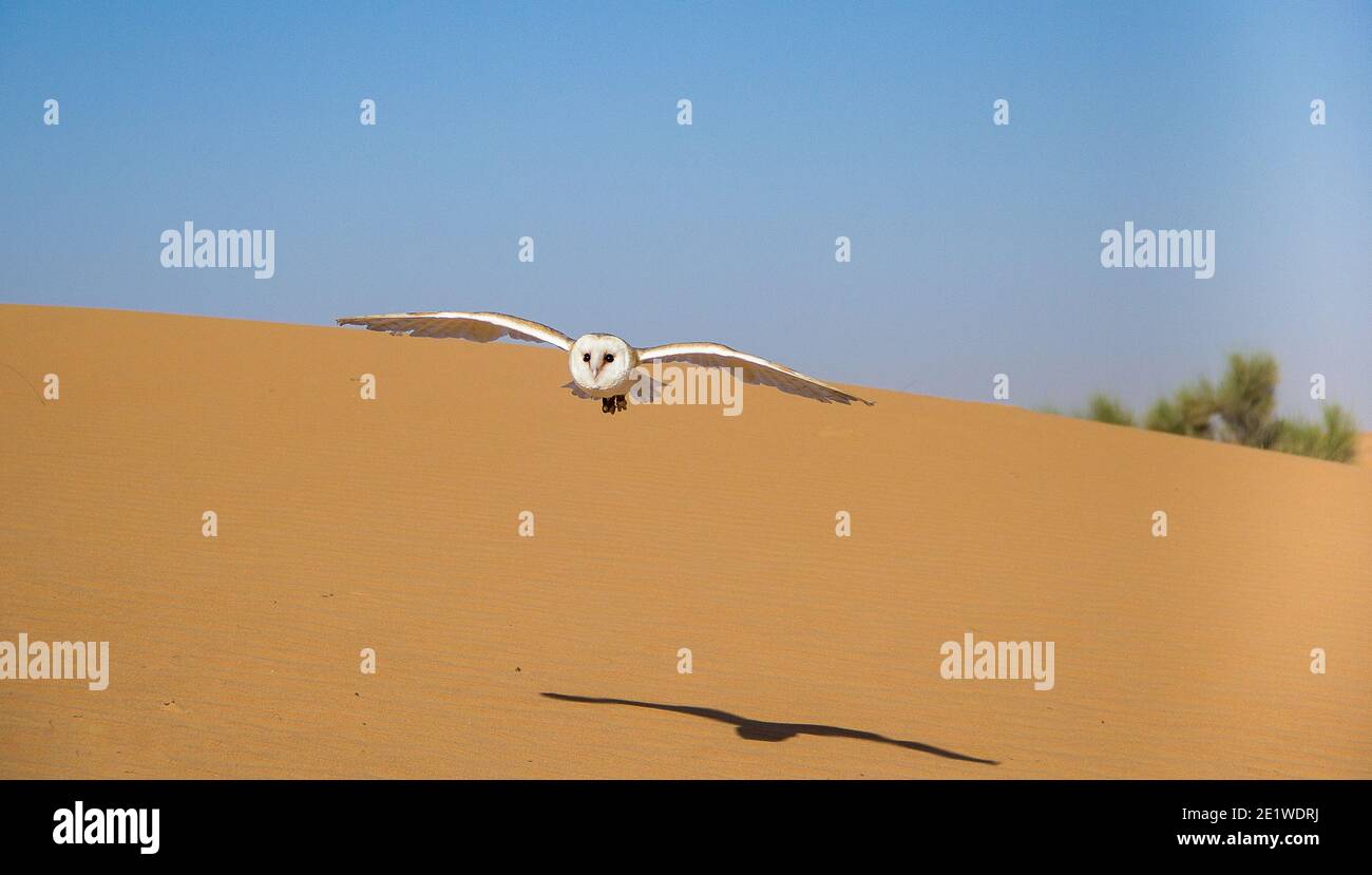 Stalleule fliegt über Sanddüne, um seine Beute zu fangen Stockfoto
