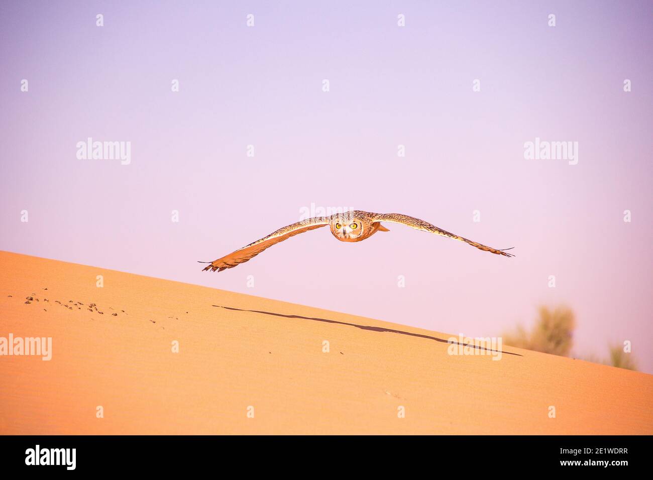 Wüstenkauz, die über Sanddünen im Dubai Conservation fliegt Bereich Stockfoto