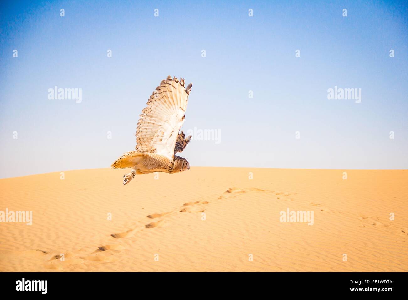 Wüstenkauz, die über Sanddünen im Dubai Conservation fliegt Bereich Stockfoto