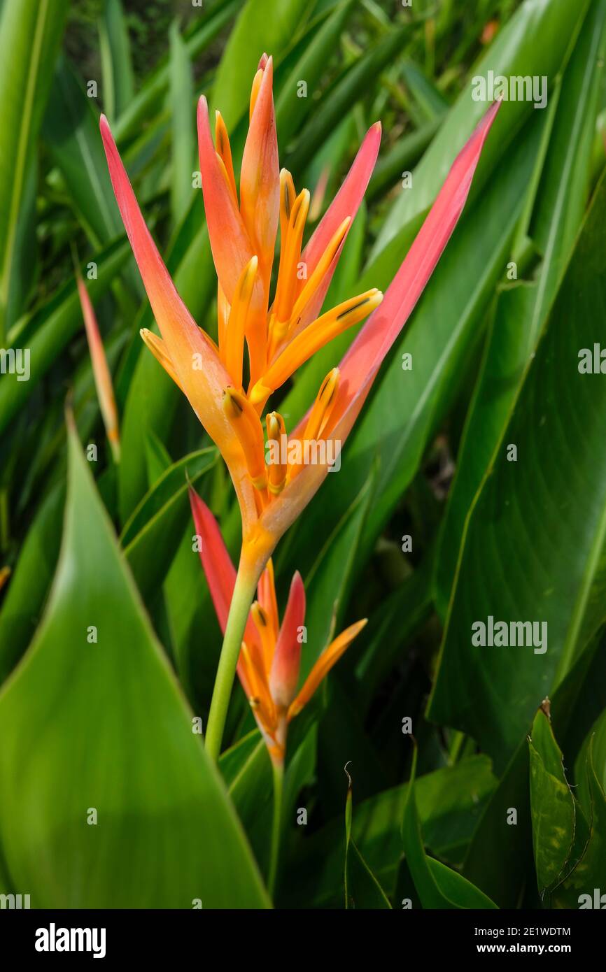 Heliconia psittacorum Blume auch bekannt als der Papagei Heliconia Stockfoto