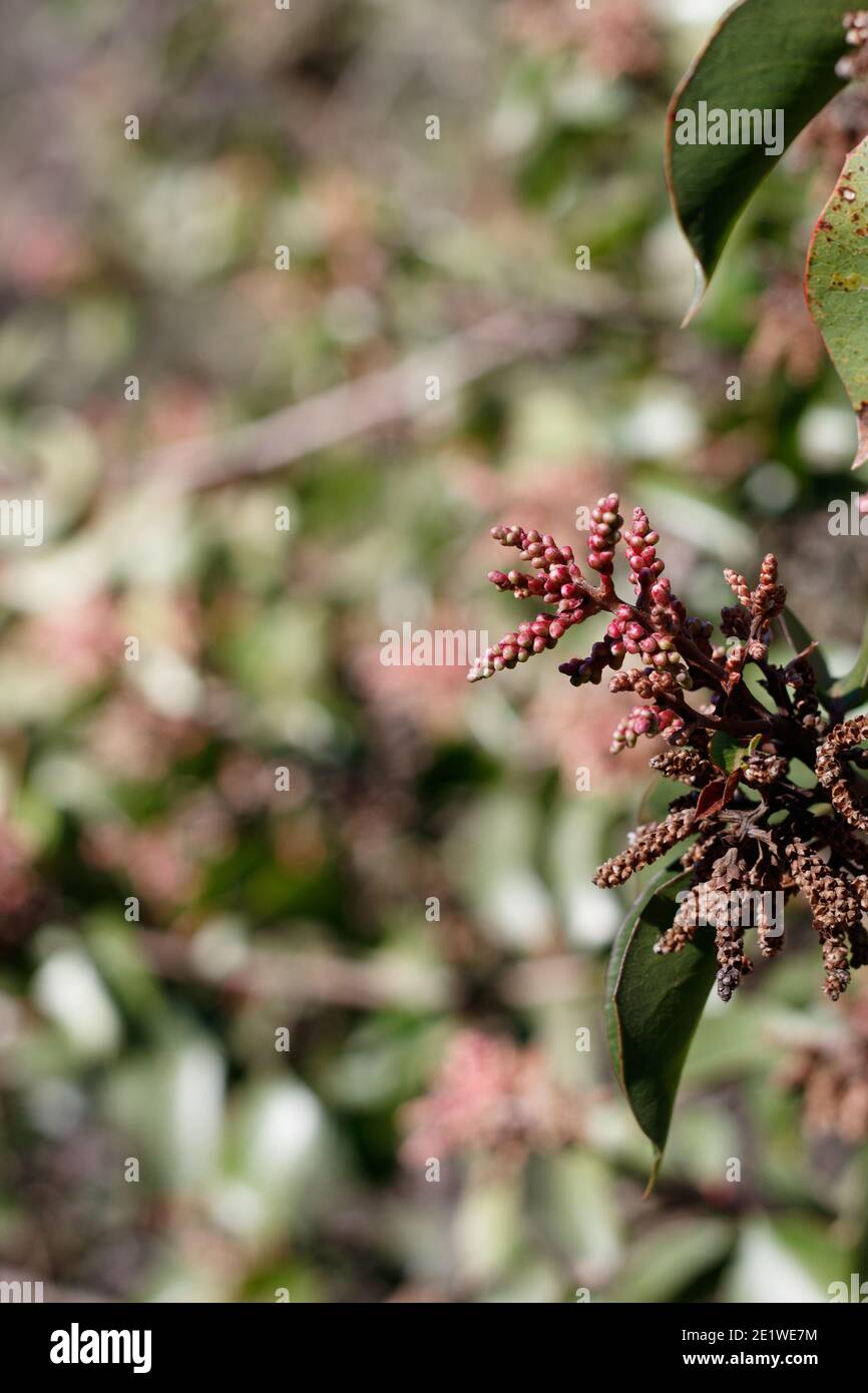 Rote Blütenknospen, Sugar Sumac, Rhus Ovata, Anacardiaceae, einheimischer Strauch, Franklin Canyon Park, Santa Monica Mountains, Transverse Ranges, Herbst. Stockfoto