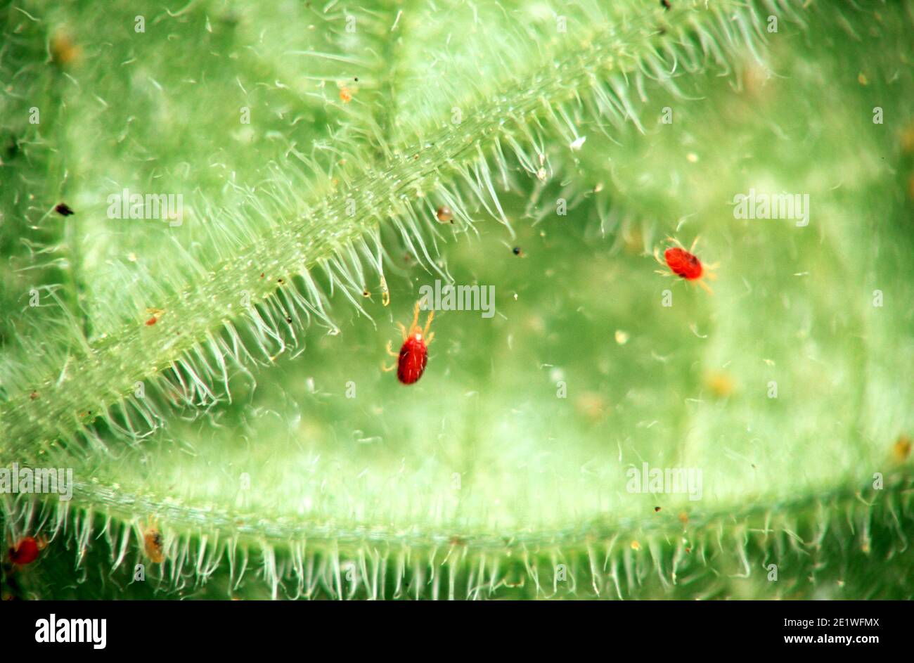 Tetranychus urticae (gebräuchliche Namen sind rote Spinnmilbe und zweifleckige Spinnmilbe) ist eine Art von pflanzenfressenden Milben. Stockfoto