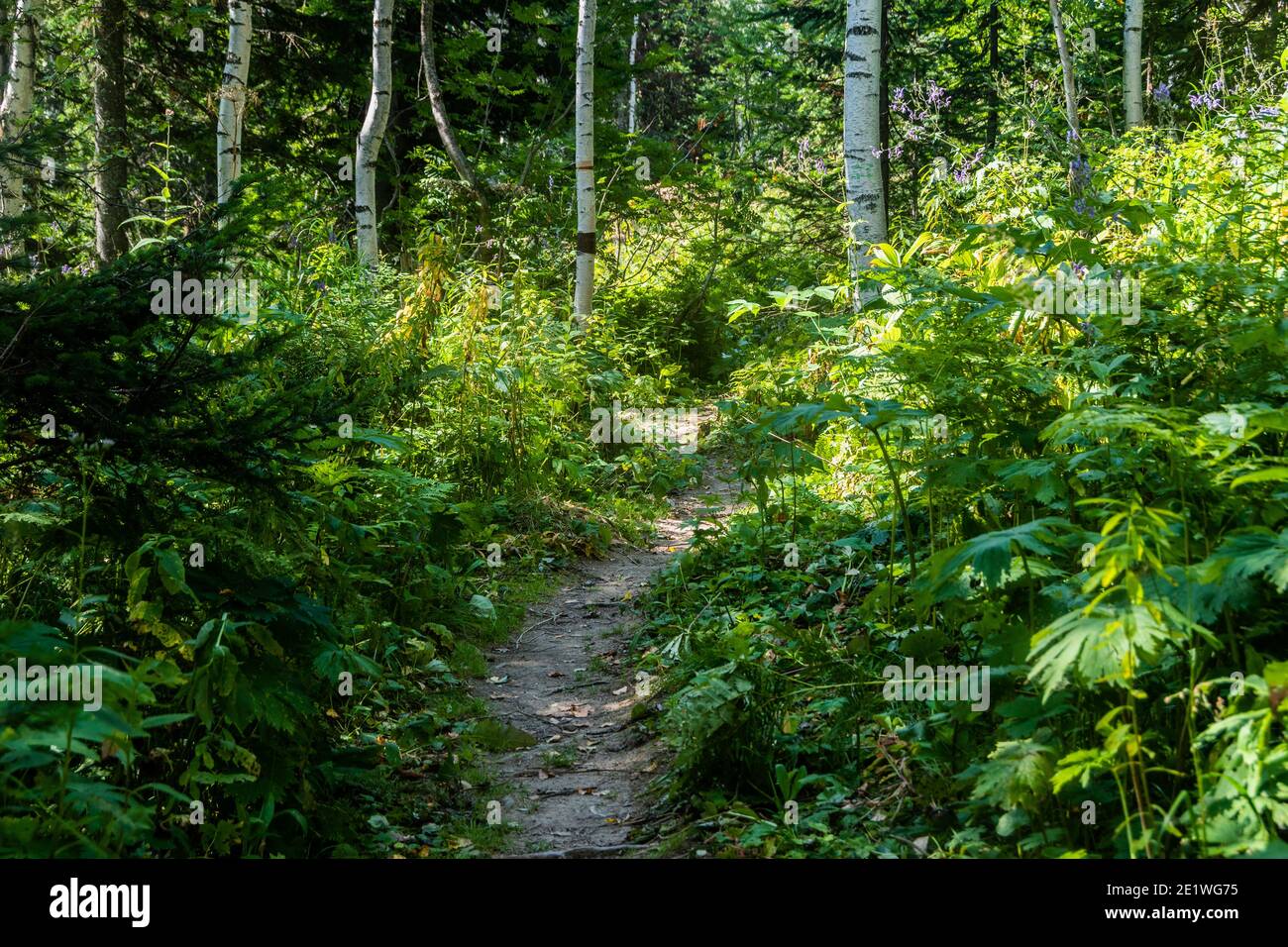 Wald Schotterweg im grünen Wald. Wandern in freier Wildbahn Stockfoto