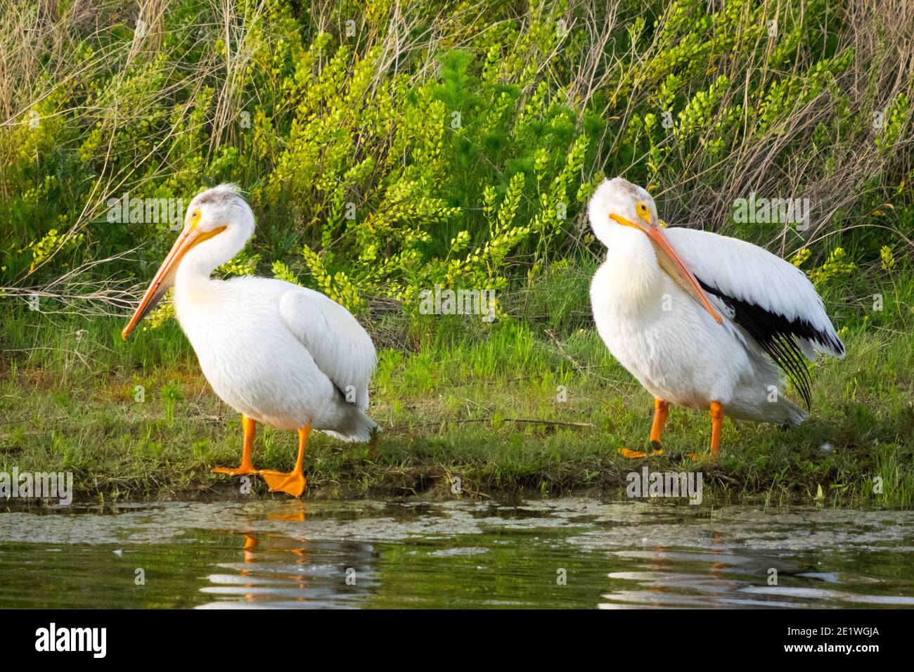 Ein nicht zuchtpflichtig Erwachsener American White Pelican (Pelecanus erythrorhynchos) an der Seite eines Teiches in Beaumont, Alberta, Kanada. Stockfoto