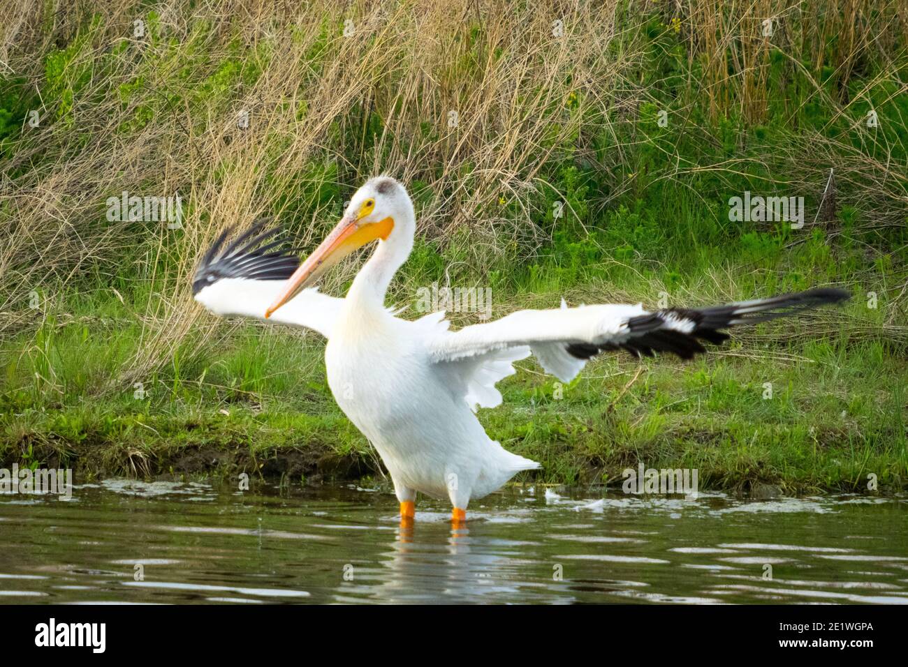 Ein nicht zuchtpflichtig Erwachsener American White Pelican (Pelecanus erythrorhynchos) an der Seite eines Teiches in Beaumont, Alberta, Kanada. Stockfoto