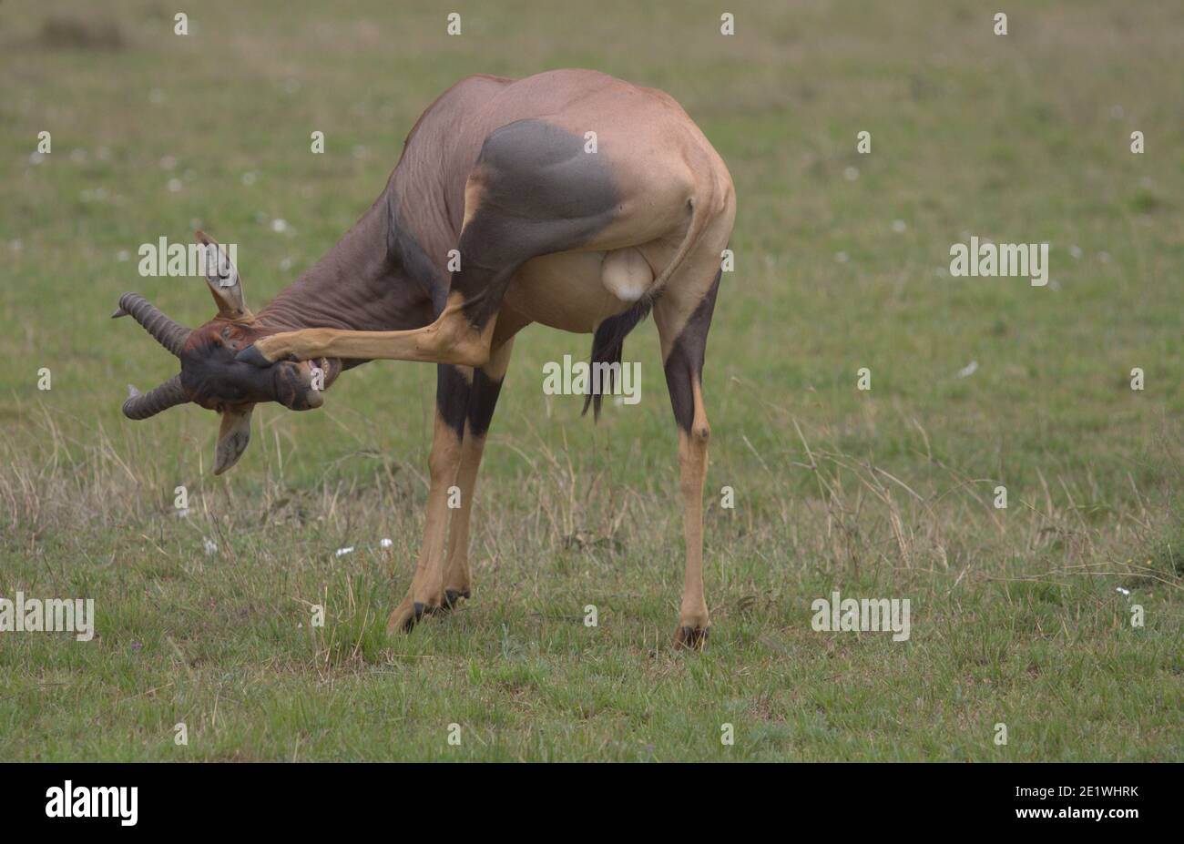 Lustige Yogi-Topi, die in der wilden masai mara, kenia, Tieryogas machen, um einen Juckreiz mit dem Mund zu kratzen Stockfoto