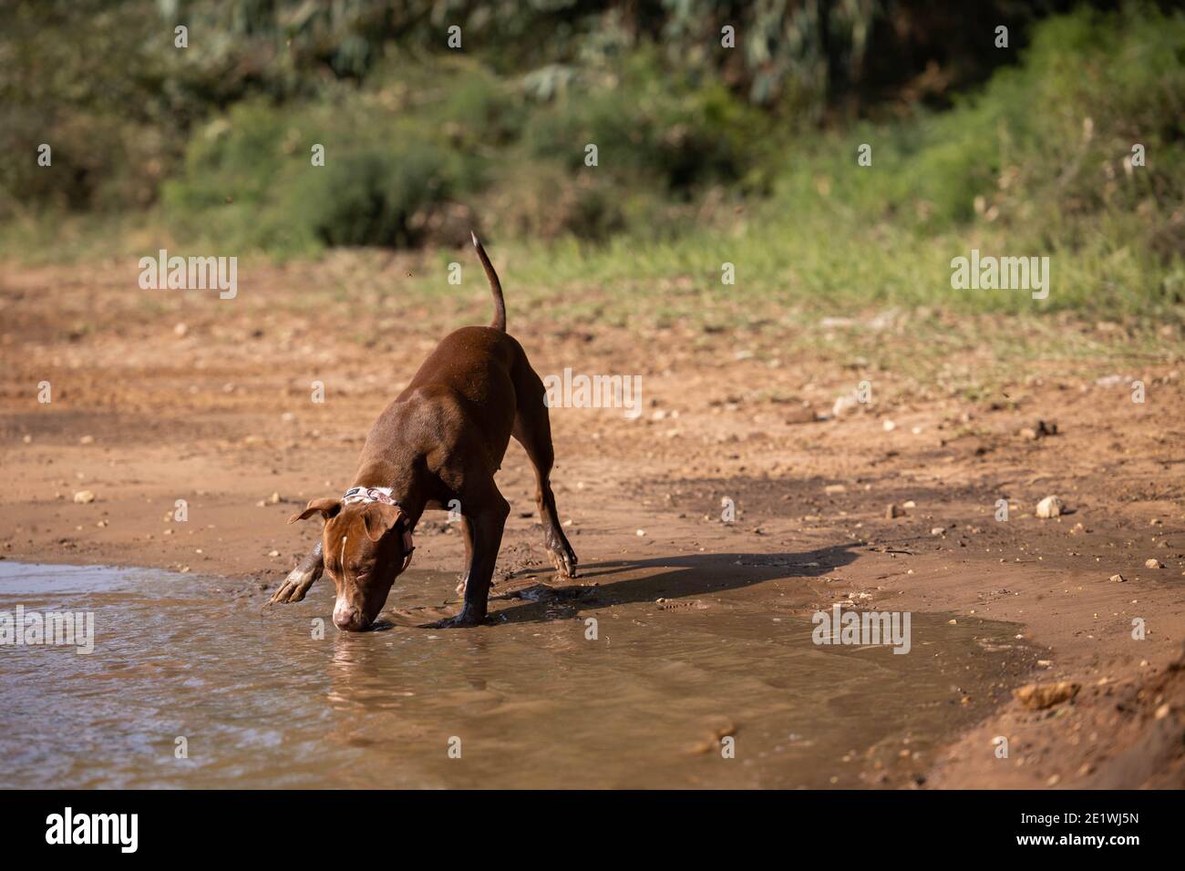 Ein Pit Bull Dog trinkt aus einer Pfütze Wasser Im Wald Stockfoto