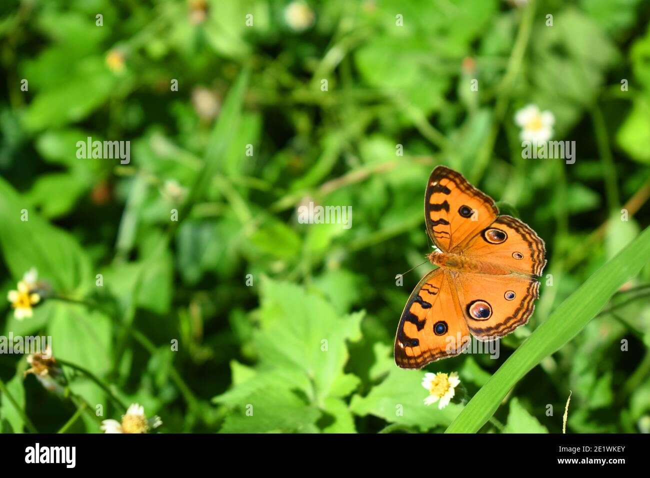 Tagpfauenauge Stiefmütterchen Stockfoto