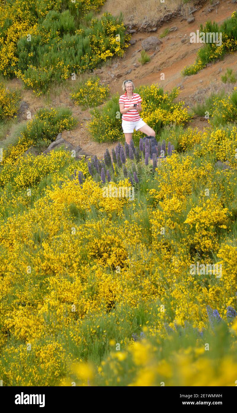 Frau, Wanderung, Ginster, Wanderweg PR1 vom Pico do Arieiro zum Pico Ruivo, Madeira, Portugal Stockfoto