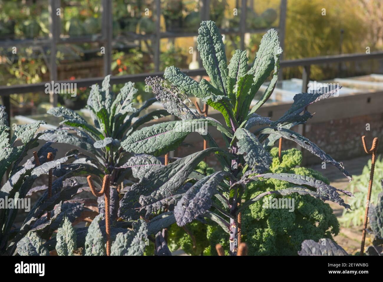 Herbstfrucht von selbst angebauten Bio-Lacinato Kale 'Dazzling Blue' (Brassica oleracea) Gowing auf einer Zuteilung in einem Gemüsegarten in Rural Devon Stockfoto