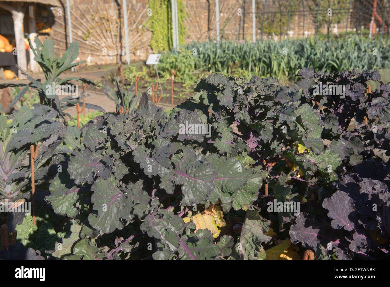 Herbstfrucht von selbst angebauten Bio-Kalette 'Garden Mix' wächst auf einer Zuteilung in einem Gemüsegarten in Rural Devon, England, Großbritannien Stockfoto