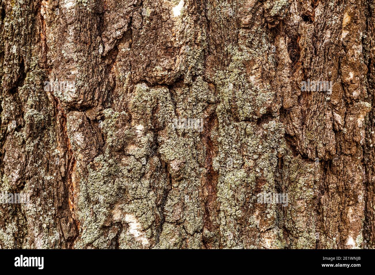 Holzstruktur Birke von dunkler, rauer Baumrinde braune Farbe  Stockfotografie - Alamy