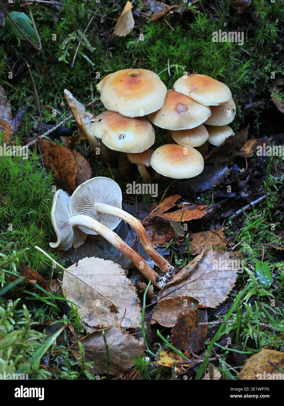 Hypholoma capnoides, bekannt als Conifer Tuft, Speisepilze aus Finnland Stockfoto