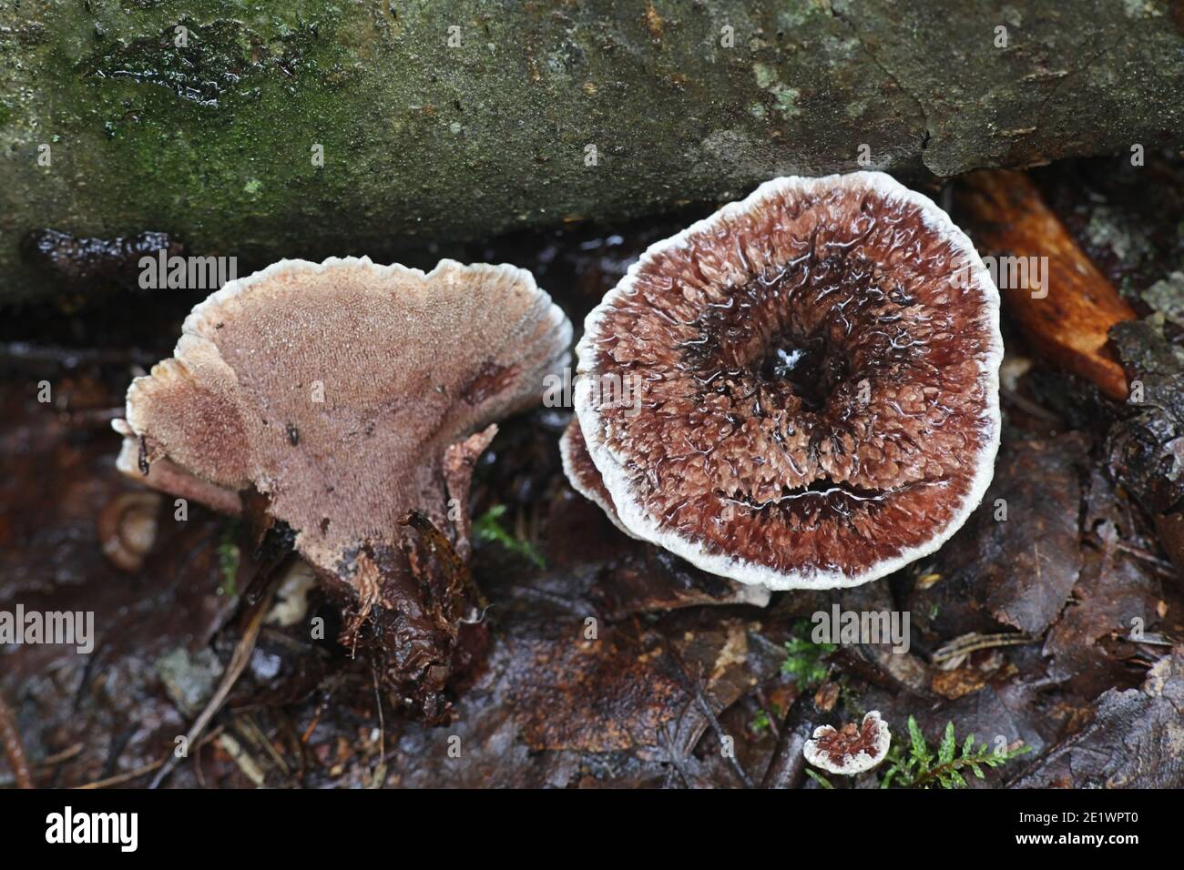 Hydnellum concrescens, auch Hydnum zonatum genannt, der zonierte Zahnpilz, Wildpilz aus Finnland Stockfoto