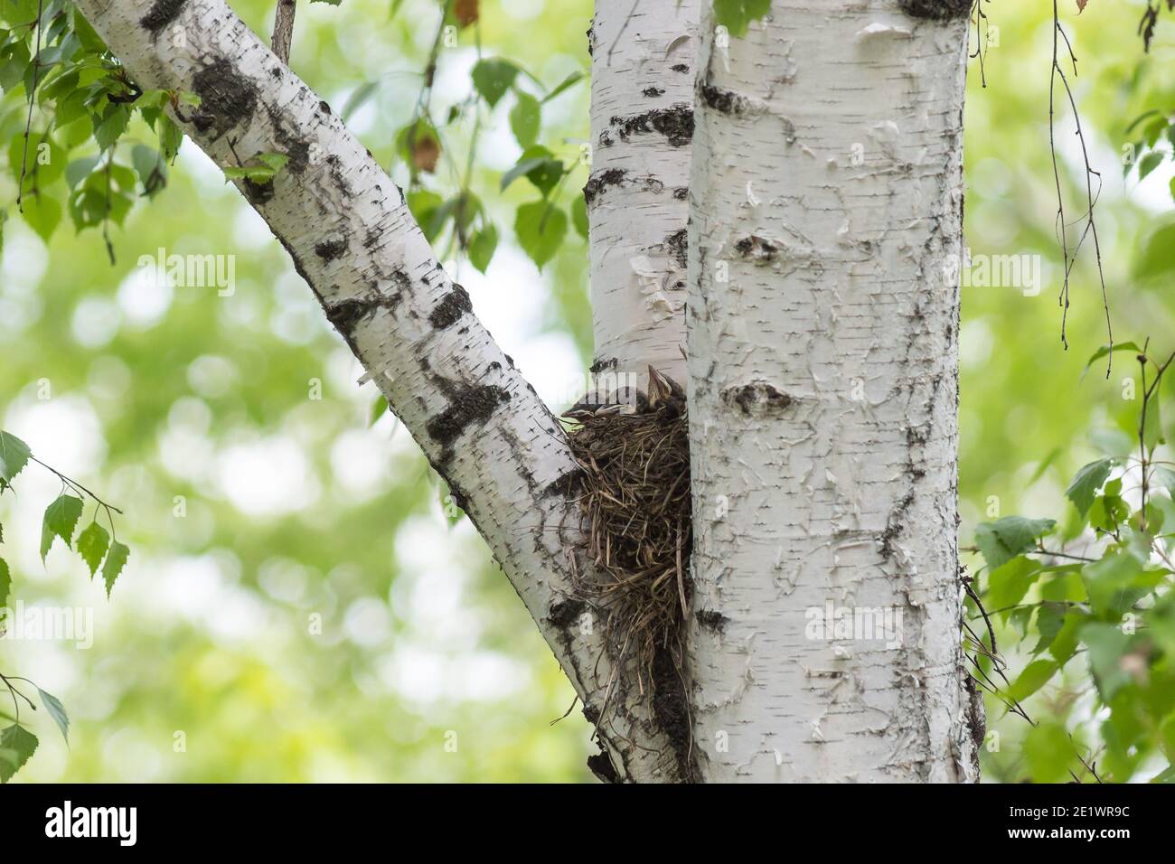 Song Thrush schmiegt sich im Nest auf einen Baum zwischen den Ästen. Stockfoto