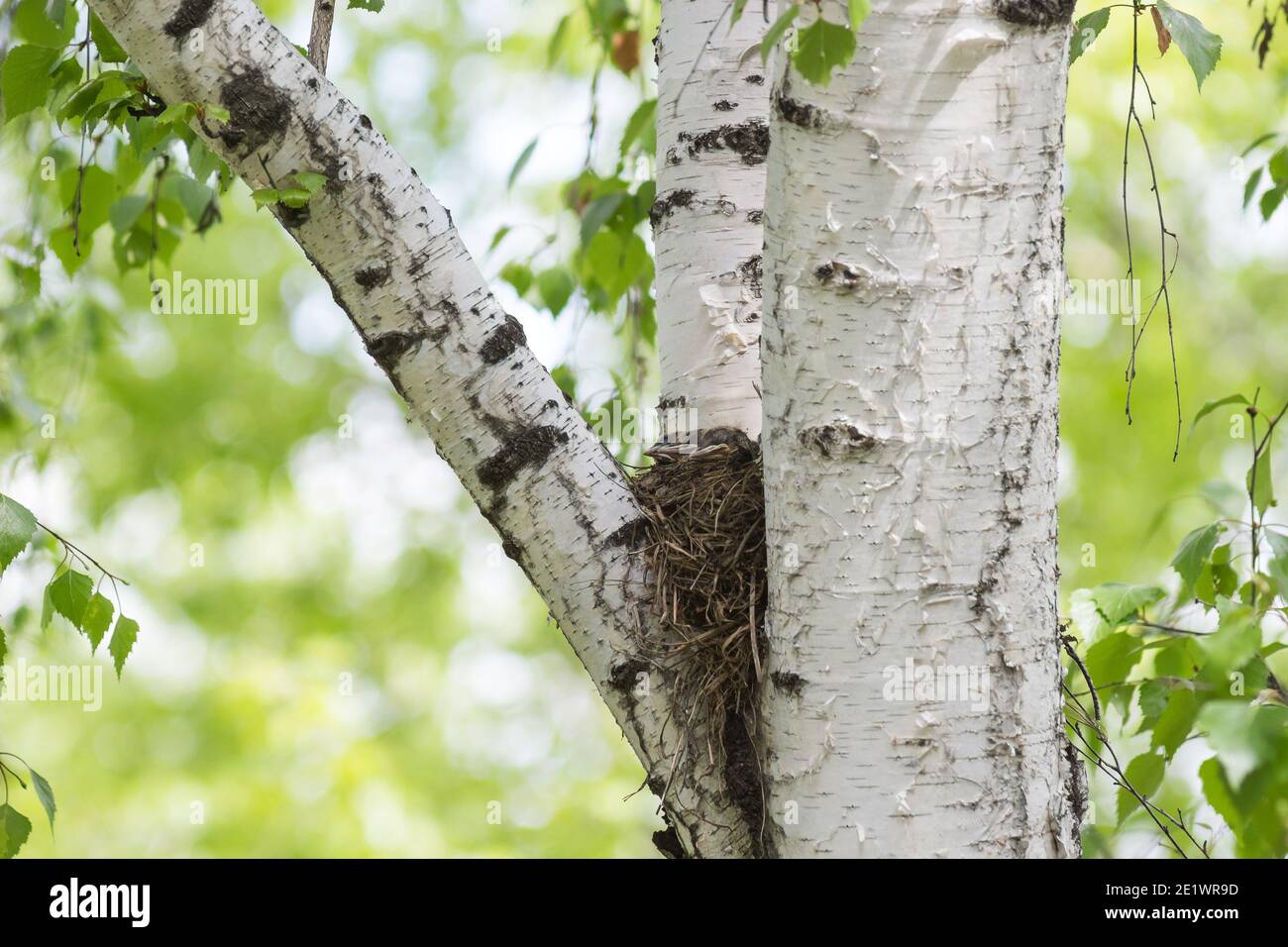 Song Thrush schmiegt sich im Nest auf einen Baum zwischen den Ästen. Stockfoto