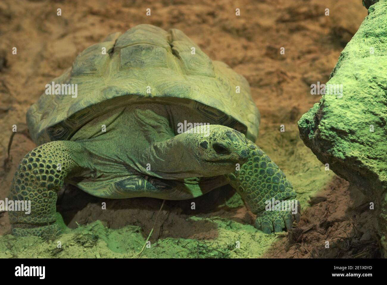 Diese Aldabra-Riesenschildkröte, Dipsochelys dussumieri, ist eine der wenigen überlebenden Arten dieser Gattung Stockfoto